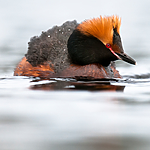 BB 10 0358 / Podiceps auritus / Horndykker